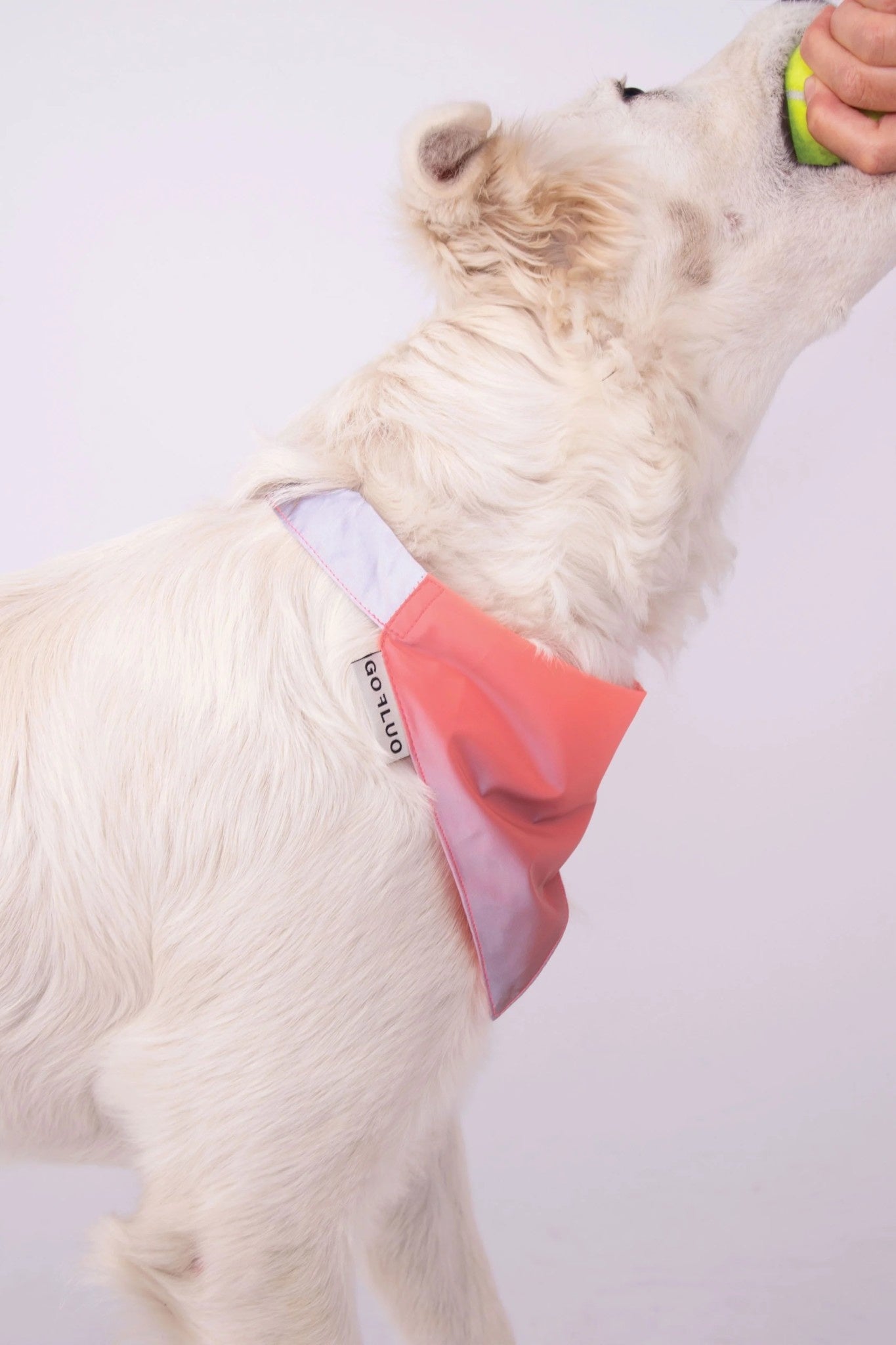 Reflective Bandana - Coral Reflective