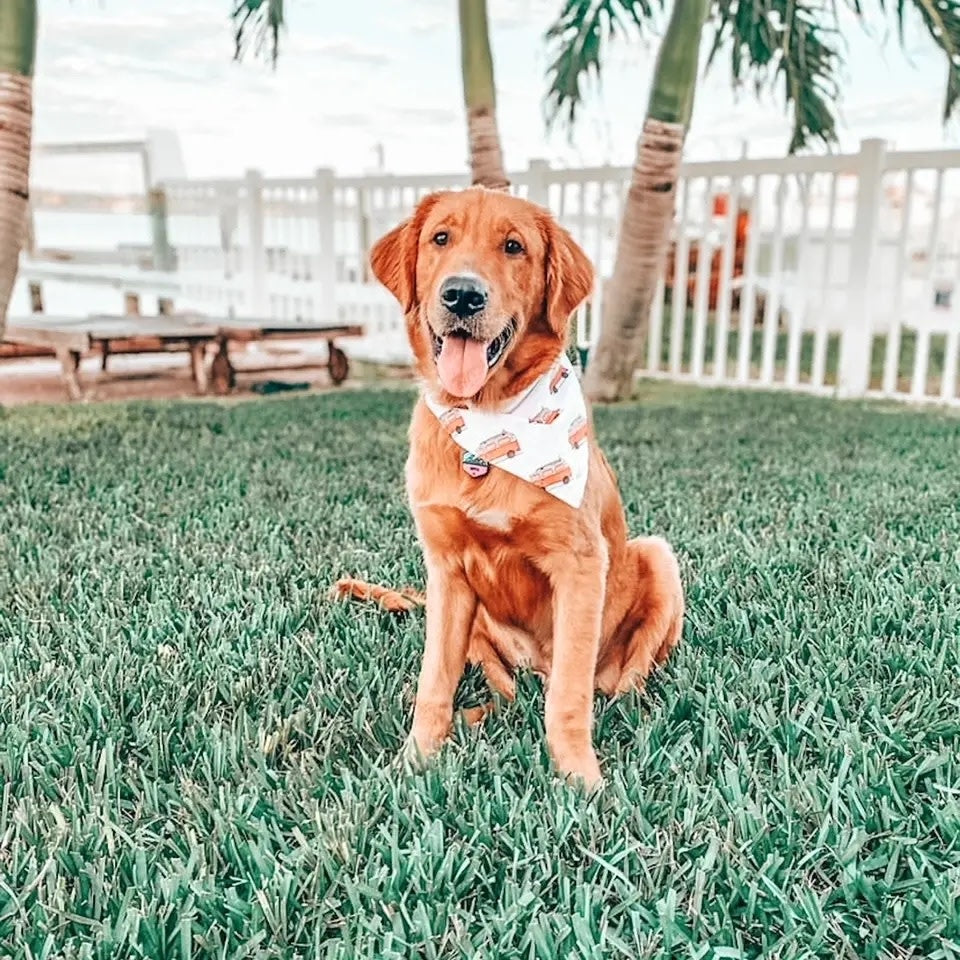 Dog Bandana