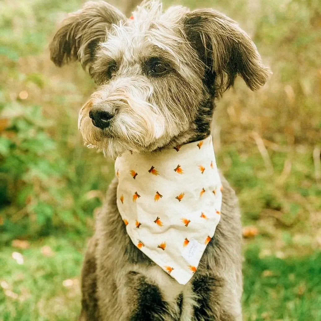 Dog Bandana