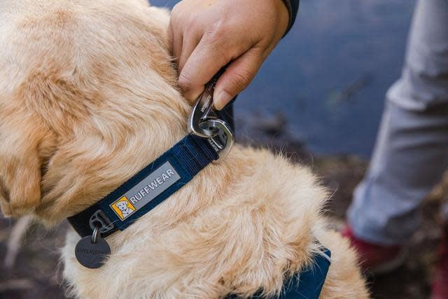 Front Range Collar - Tumalo Teal