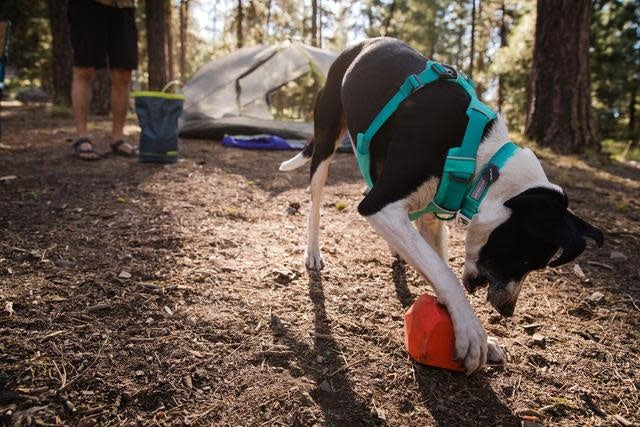 Front Range Collar - Tumalo Teal